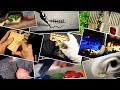 ASMR All In One (Find your ASMR trigger)