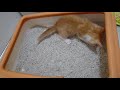 【にゃん日記】わんぱく子猫わらびの日常【遊びたいにゃん！】