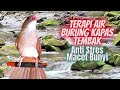 Terapi Air & Kapas Tembak Untuk Burung Stres Macet Bunyi