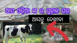 ଆସନ୍ତୁ ଆମେ ଦେଖୀବା ଆମ ଓଡ଼ିଆ ଙ୍କର ଗୁହାଳ ଘର               କେମିତି ରହୁଛନ୍ତି ଆମ ଗାଇ ମାନେ