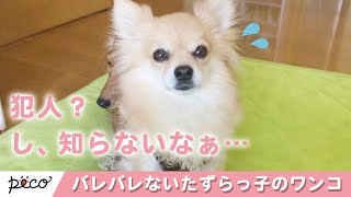 犯人はキミだ！ バレバレないたずらっ子のワンちゃん😅【PECO TV】