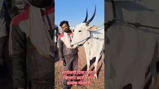 पुसेगाव मैदानात प्रथम क्रमांक घेणारी सांगोलची प्रिया #royalशेतकरी #cow #बैलगाडाlover #shetakariraja