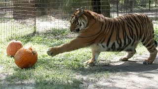 A Tiger's First Pumpkin