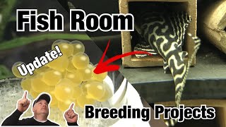 Fish Room Breeding Projects + Huge Pleco Spawn