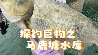 探钓巨物之马鹿塘水库 鱼情比较理想 值得推荐的一个野钓地方 2024dou来钓鱼 dou是钓鱼人 原来钓鱼才是抖音运动顶流 浮钓鲢鳙 春天的快乐是钓鱼给的