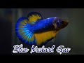 🔴 Betta Blue Mustard Gas | Ikan Cupang | Haffiz Ramli