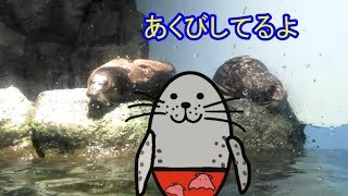 ゼニガタアザラシ　あくびしてるよ　八景島シーパラダイス