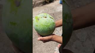 750 grams MALGOVA MANGO🥰 #shortsvideo #gardeningvideos #fruit #mygarden