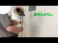 犬🐶壁ドンチャレンジ🤣お父ちゃんが必死だった件ｗジャックラッセルテリア・チップ・4歳