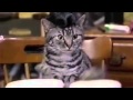 Toonces the Cat