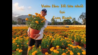 Khám phá vườn hoa Tết lớn nhất Cam Ranh P2 - Thổ Địa Cam Ranh
