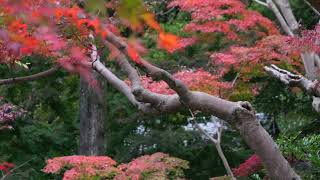 深大寺の紅葉 | AUTUMN LEAVES AT JINDAIJI TEMPLE