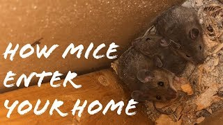 How Mice Enter Your Home