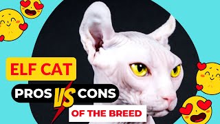 ELF Cat Breed - Most Expensive Cats In The World