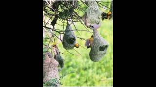 #सुगरण पक्ष्यांचे घरटे बनवणे .#सुगरण  पक्षी #baya weaver#घरटे विणकाम