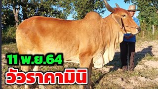 วัวราคามินิ วัวสำหรับคนงบน้อย ราคาเพื่อเกษตรกร ( 11พ.ย.64)