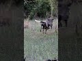 warthog vs wild dog, wildlife photographer #animal