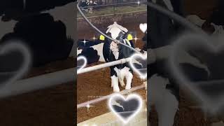 Cute little cows #cows #cattle #dairy #dairyfarming #cow #牛 #ushi #うし #牛動画 #かわいい動物動画