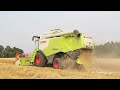 harvest 2013 with new claas lexion 620 ruwet à la moisson 2013