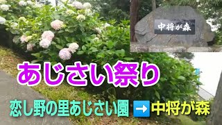 恋し野の里のあじさい園＆中将が森　道案内看板が駐車場は上へ・・行ってみると駐車場は見当たらないそして行き止まり・・少し下って広いスペースがあったので・・そこに止めて・・案内が不親切