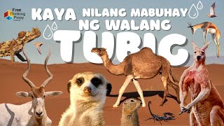 15 HAYOP NA NAKAPAG ADAPT MABUHAY SA DISYERTO | Desert Animals Surviving in Harsh Environment