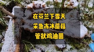 在芬兰下雪天采冰冻管状鸡油菌