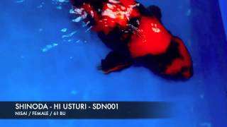 SHINODA - HI UTSURI - SDN001