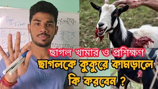 ছাগলকে কুকুরে কামড়ালে কি করবেন || ছাগল খামার || ছাগল পালন || কুকুরে কামড়ানোর চিকিৎসা