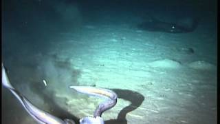 A deep-sea cusk eel and large skate at 2000m depth.