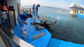 のとじま水族館　イルカ