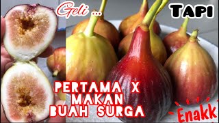 Pertama X nya Makan Buah Surga Hmmm Ternyata……❓