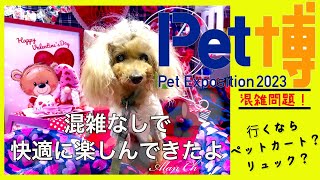 犬イベント2023 ペット博（混雑なしで快適に楽しんできた。）【おしゃれDog】　#プードル#トイプードル#ペット博