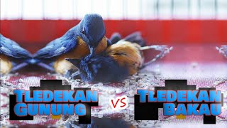 Sulingan Gunung Perbedaan Trotol Dewasa Tips Gacor