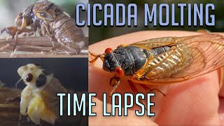 Why Are There So Many 17 Year Cicada? | Time Lapse Laboratory