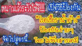 สุดตะลึง!!!เปิดสูตรวิธีป้องกันโรคเชื้อราน้ำค้าง รากเน่า โคนเน่าในบอนสีไม่พึ่งสารเคมีทำง่ายพร้อมบำรุง