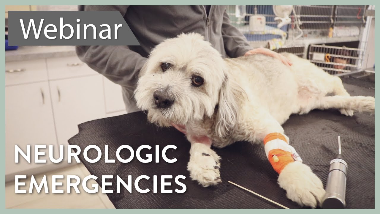 Approach To Common Neurologic Emergencies || SEVN Webinar Lecture #8 ...