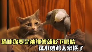 盘点萌宠爆笑合集，猫咪你要是被绑架的就眨下眼睛，小鹦鹉真豪横