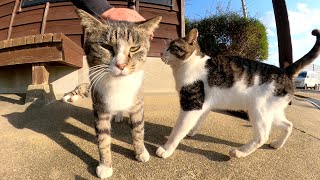 猫島の入り口で人懐っこいキジシロ猫軍団がグイグイと甘えてきた