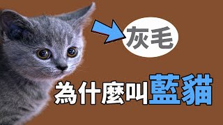 明明是灰毛為什麼叫藍貓？【養貓迷思EP1】