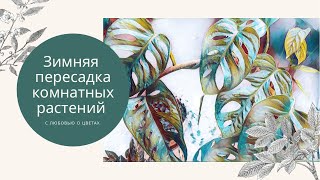 ❄️🌿Зимняя пересадка комнатных растений 🌿❄️