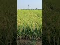 ਝੋਨਾ ਬਾਸਮਤੀ 1692 basmati jhona basmatirice paddy jhona