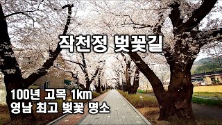 2021년 벚꽃 개화 100년 이상된 300그루의 벚꽃나무들