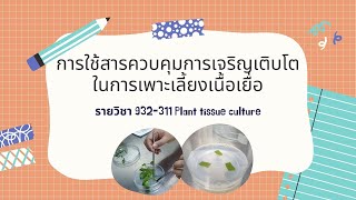 การใช้สารควบคุมการเจริญเติบโตในการเพาะเลี้ยงเนื้อเยื่อ #การเพาะเลี้ยงเนื้อเยื่อพืช