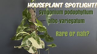 90: Houseplant Spotlight | Syngonium podophyllum albo-variegatum | Overpriced? Rare or Nah?