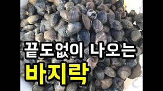 바지락의 성지 대부도 방아머리에서 조개잡는방법