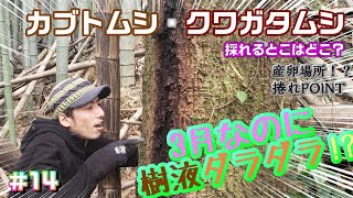 3月なのに樹液ダラダラ!?クワガタ採集と言えばクヌギ！ Japan's Record Stag beetle Hunter