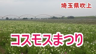 コスモスフェスティバル　1,000万本　首都圏最大級の規模！　埼玉県鴻巣市、吹上コスモス畑