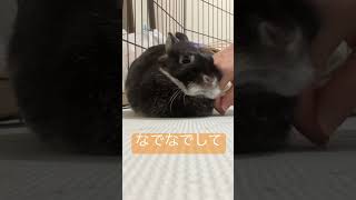 うさぎってこんなにも甘えん坊なんです　#short