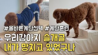 슬개골 탈구 예방을 위한 강아지 계단 선택하는 방법 | 체크 포인트 5가지 | 강아지 신체구조 | 올바른 계단 체크포인트 | 계단 훈련법 및 주의사항