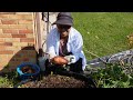 100 Gallon Container Sweet Potato Harvest